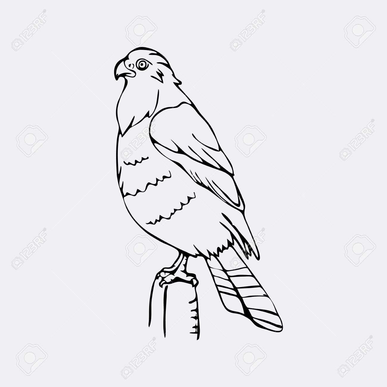 1300x1300 Hand Drawn Pencil Graphics, Vulture, Eagle, Osprey, Falcon, Hawk