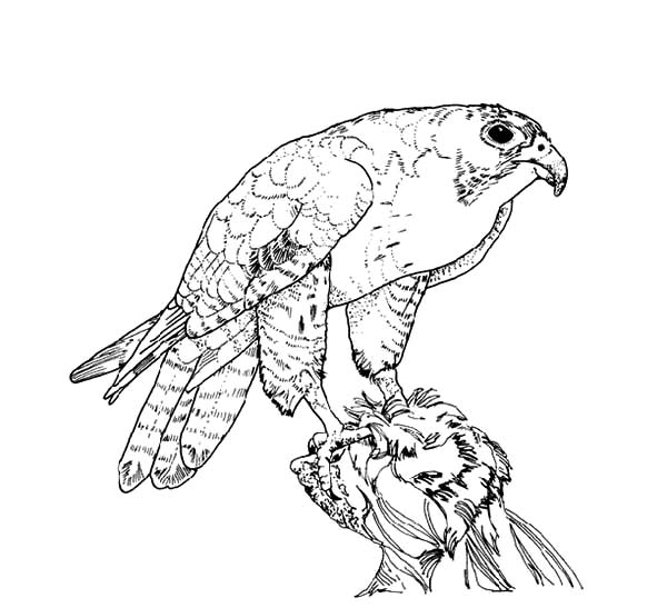 600x547 Peregrine Falcon Coloring Pages
