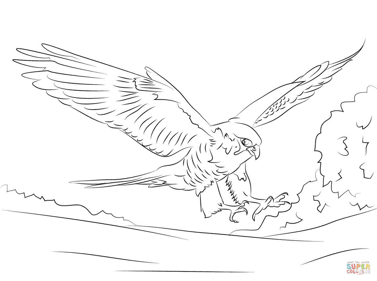1228x916 Peregrine Falcon Coloring Page Free Printable Coloring Pages