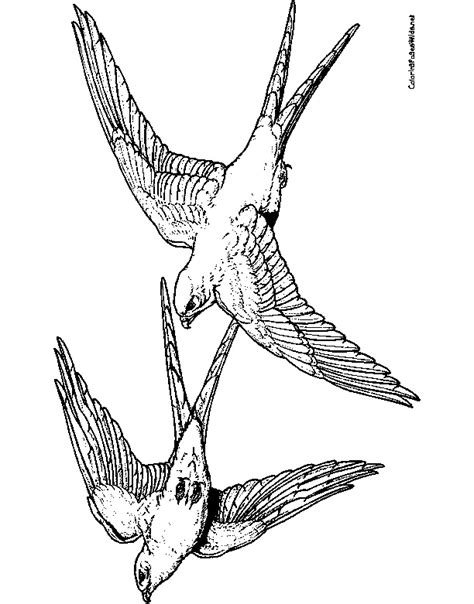 474x604 Standing Falcon Bird Coloring Pages