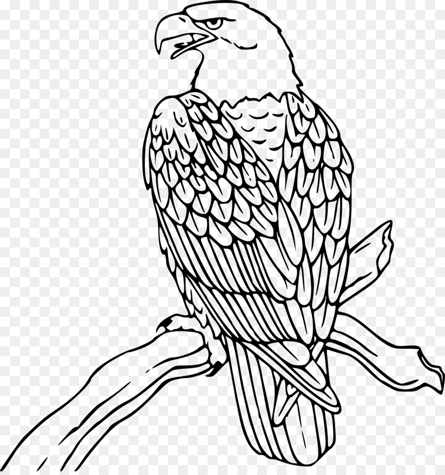 900x960 Bald Eagle White Tailed Eagle Clip Art