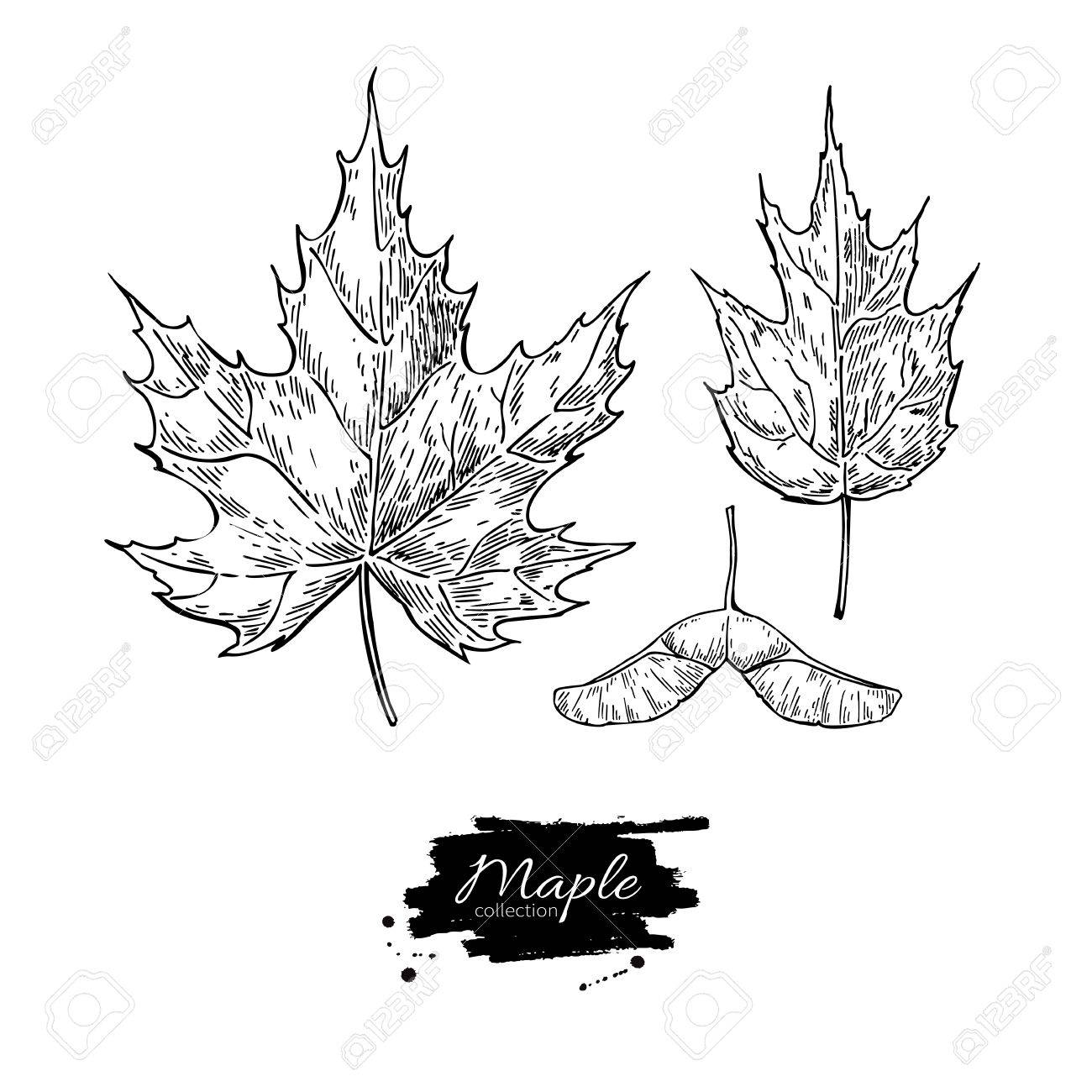 1300x1300 Vector Maple Leaves And Seed Drawing Set. Autumn Elements. Hand