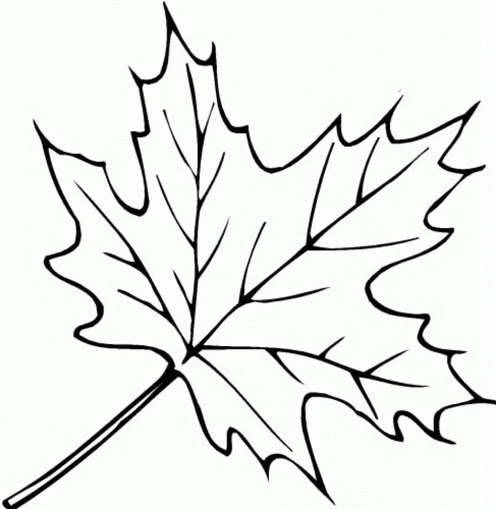1020x1047 Fall Leaf Images