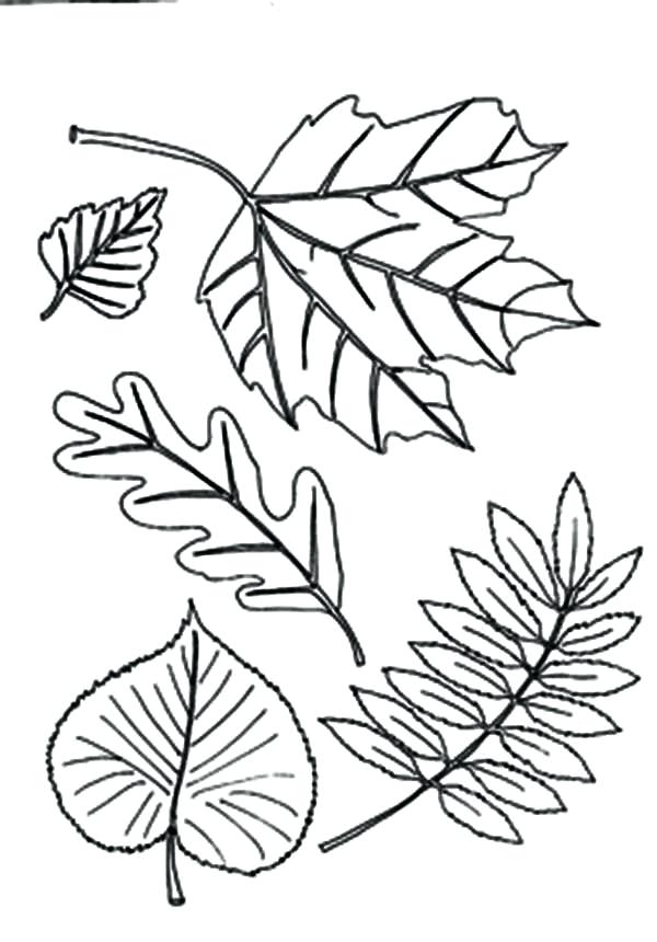 600x860 Coloring Pages Of Fall Leaves Drawing Of Fall Leaf Coloring Page