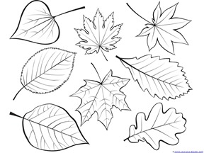 288x216 Drawn Leaf Falling Leaf