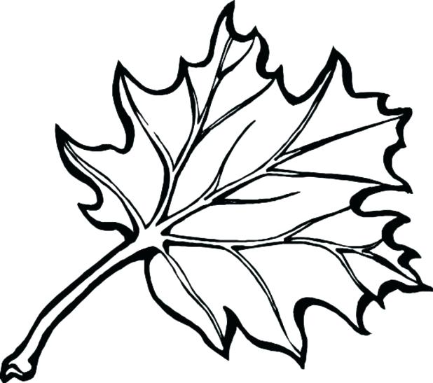 618x547 Fall Leaf Coloring Page Draw Fall Leaves Coloring Pages About