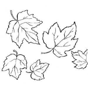 300x300 Maple Leaf Coloring Pages