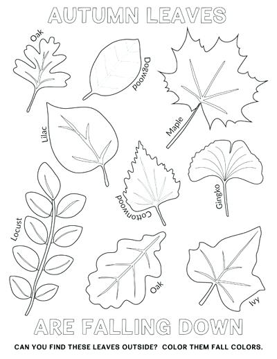 400x518 Autumn Leaves Coloring Pages