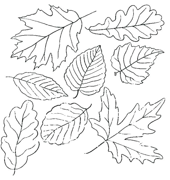 685x726 Coloring Pages For Autumn Fall Season Coloring Pages Autumn
