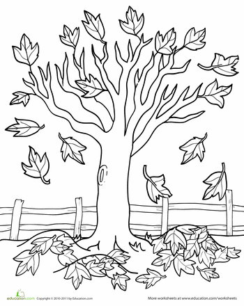 350x440 Maple Tree Coloring Page Fall Trees, Worksheets And Leaves