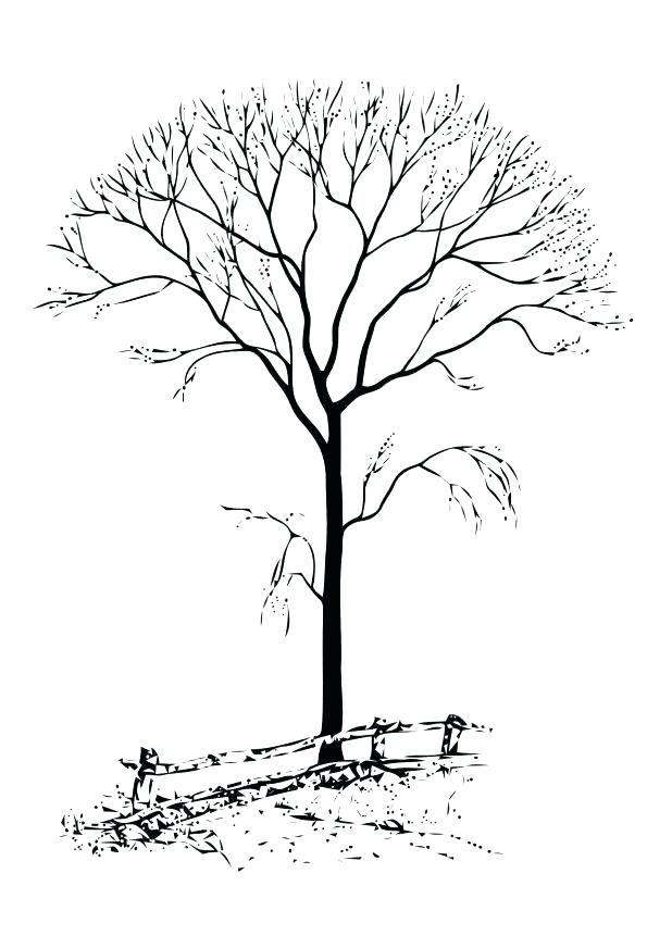 618x872 Tree Without Leaves Coloring Page Tree Without Leaves Of Bare Tree