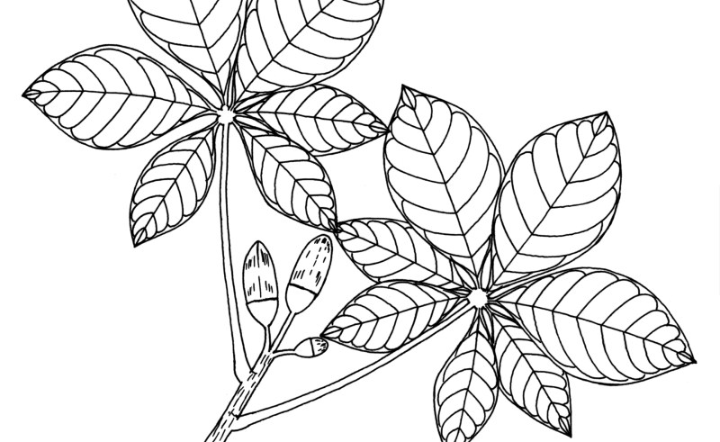 800x491 Fall Color Flowers Drawings Gardening Flower And Vegetables