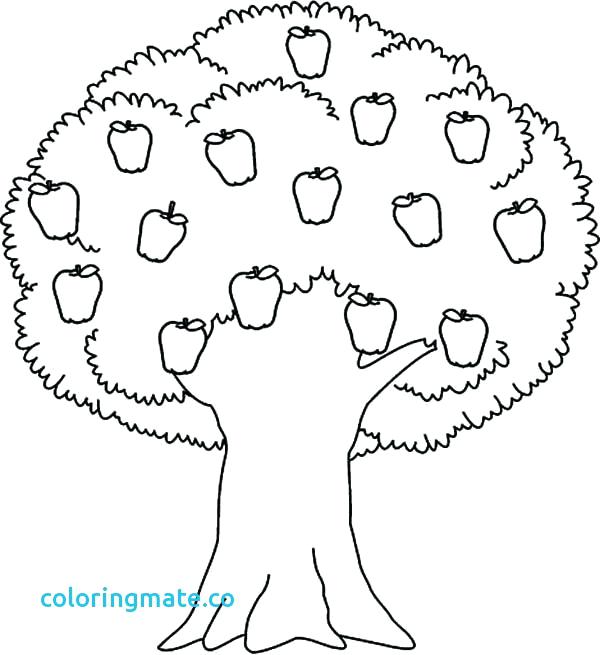 600x655 Fall Trees Coloring Pages Tree