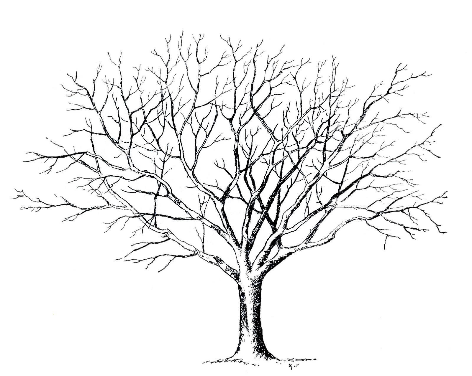 1600x1276 Gallery Printable Tree Without Leaves,