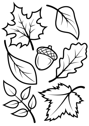 339x480 Fall Leaves And Acorn Coloring Page Free Printable Coloring Pages