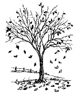 272x332 Fallen Leaves Nature's Fertilizer