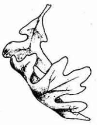 200x256 Falling Leaf