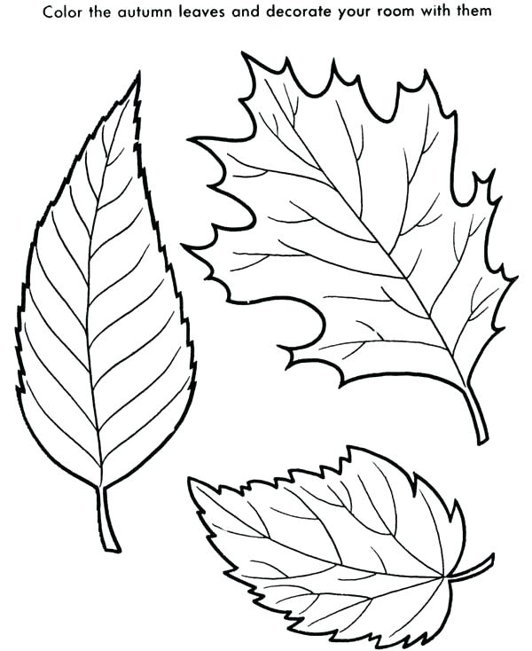 600x734 Coloring Pages Fall Leaves Maple Leaf Coloring Pages Maple Leaf Is