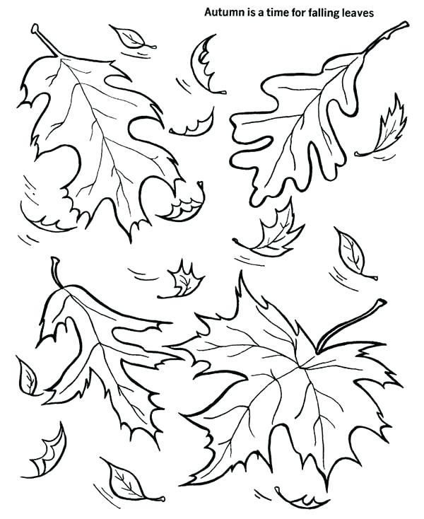 600x734 Coloring Pages Of Fall Leaves View Larger Fall Leaves Coloring