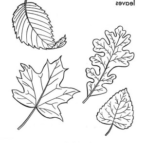 300x300 Autumn Leaves Picture Coloring Pages Bulk Color