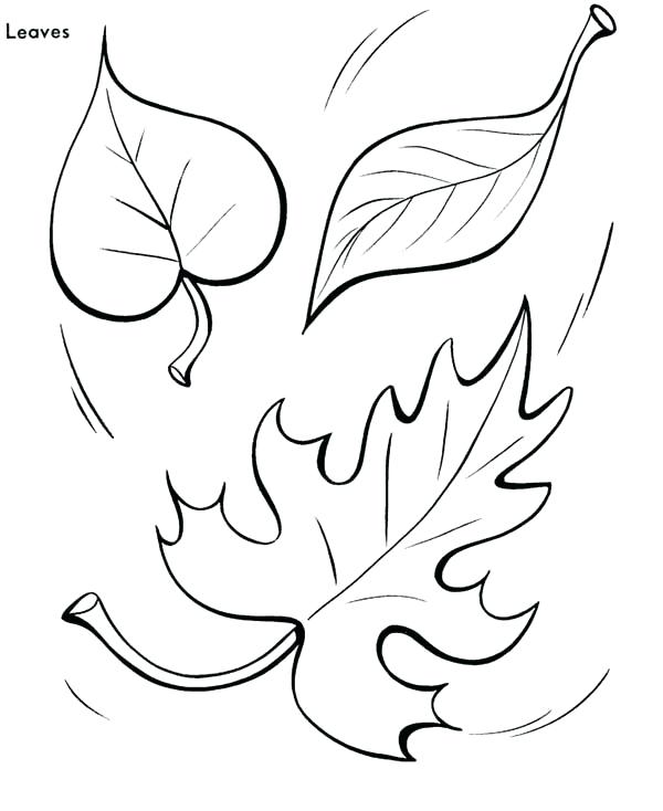 600x734 Pictures Of Fall Leaves To Color Big Leaf Coloring Pages For Free