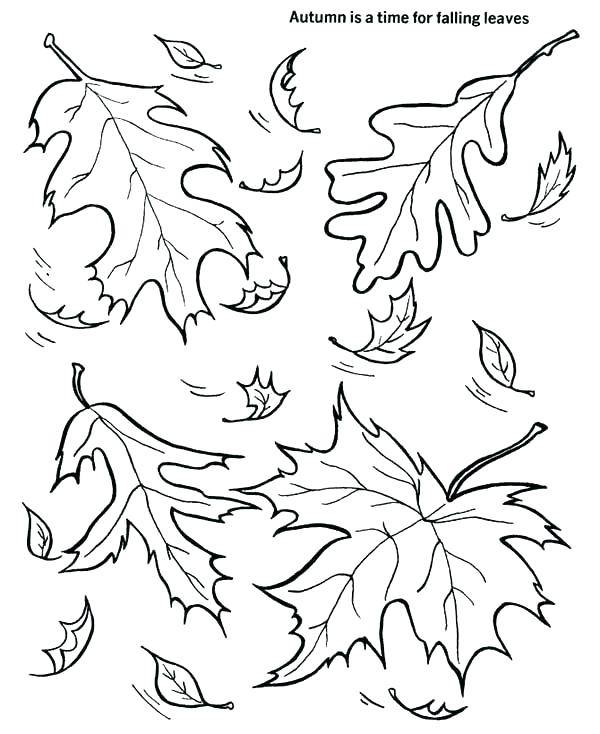 600x734 Autumn Leaf Colouring Pages Drawing Of Fall Coloring Page