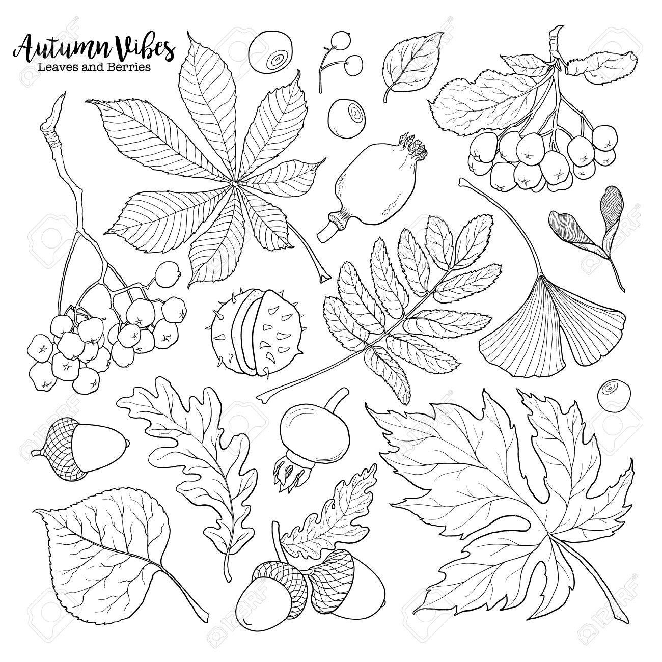 1300x1300 Set Of Hand Drawn Black White Autumn Falling Leaves