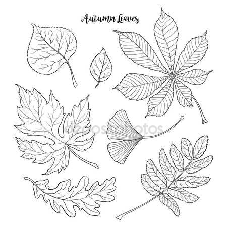 450x450 Sketch Of Hand Drawn Oak Leaf Stock Vector Altelia