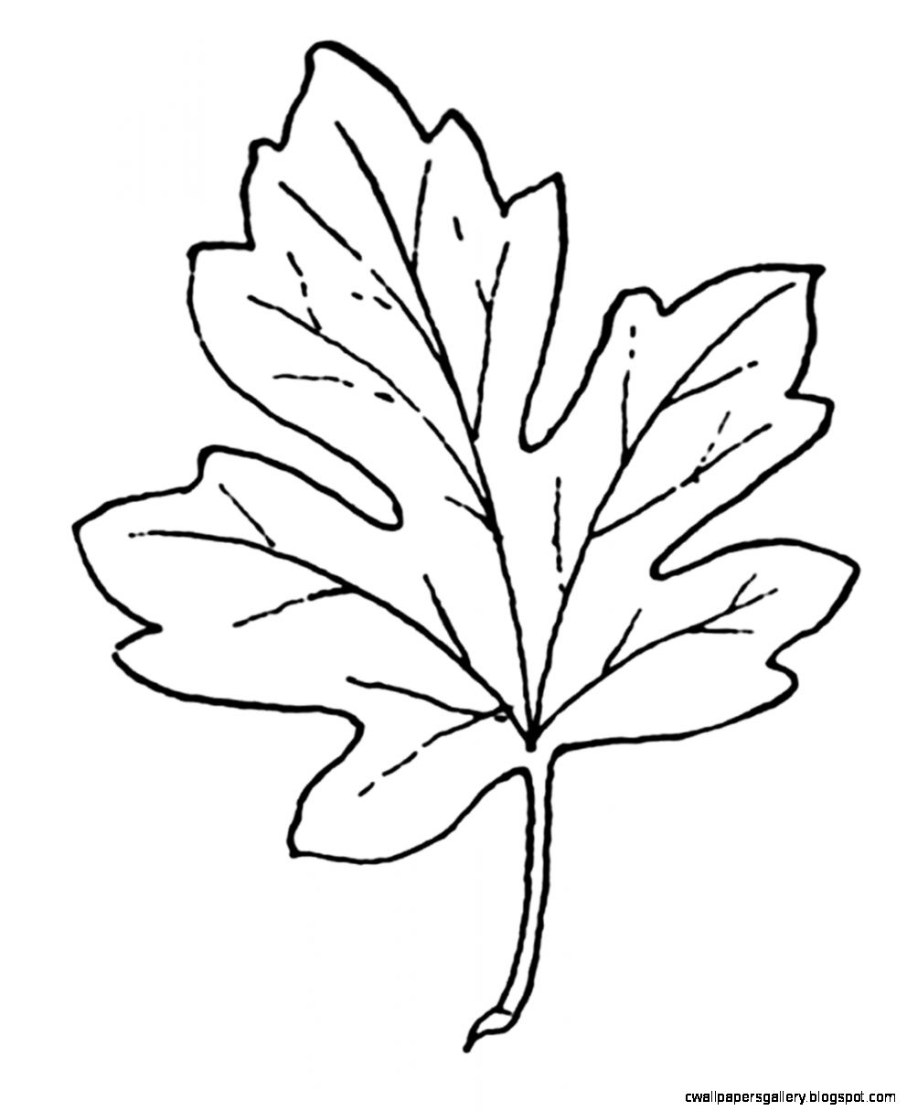 992x1215 Autumn Leaves Clipart Black And White Wallpapers Gallery