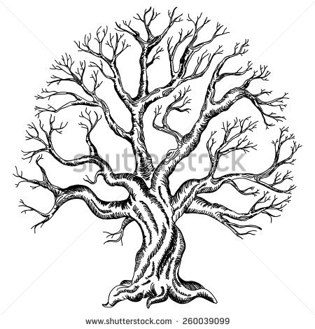 450x470 Family Tree Drawings Family Tree Drawing Stock Images Royalty Free
