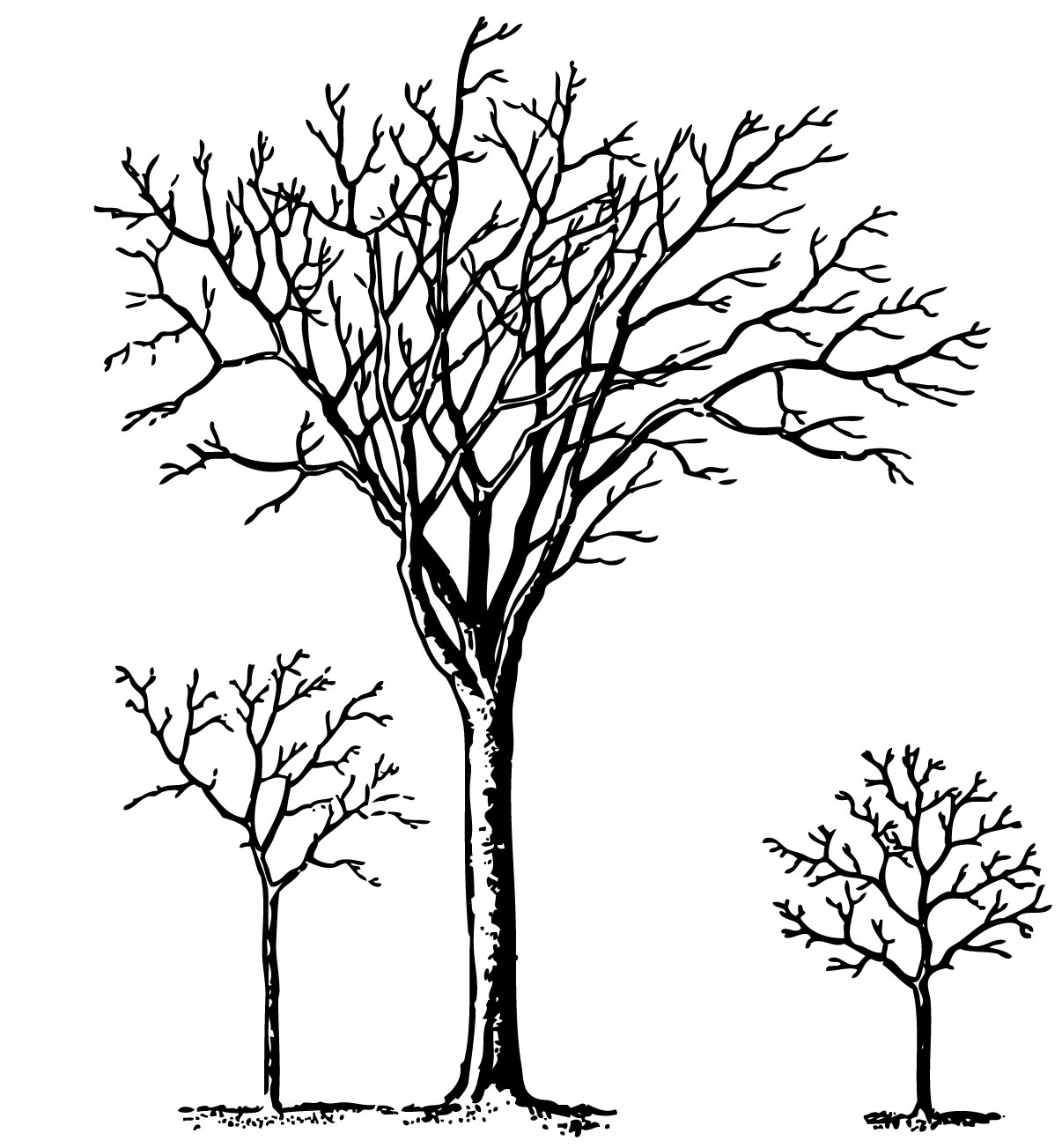 1206x1303 Family Tree Borders Clipart 2