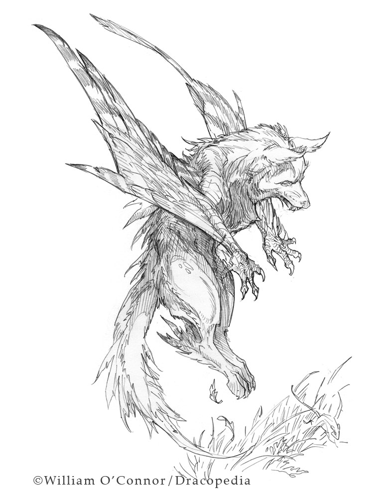 749x1000 The Dracopedia Project