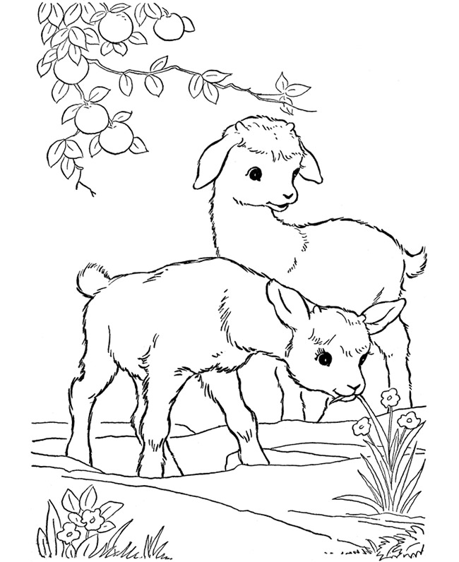650x796 Farm Animal Template