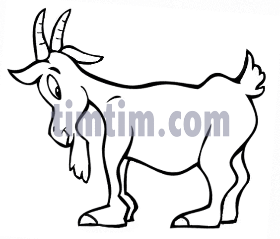564x480 Free Drawing Of A Billy Goat Bw From The Category Farm Animals