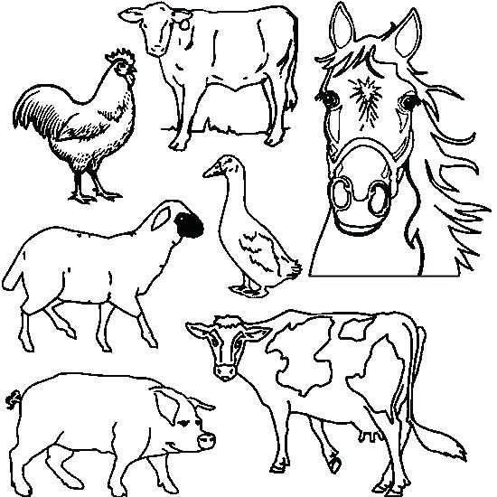 Farm Animals Drawing at GetDrawings | Free download