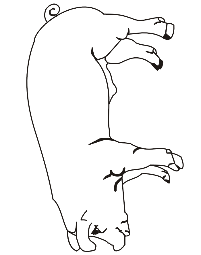 700x885 Pig Coloring Page A Realistic Drawing Of A Pig Touch And Feel