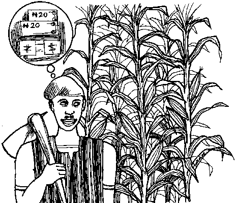 464x399 Unit 6 Socio Economic Assessment Of Alley Farming