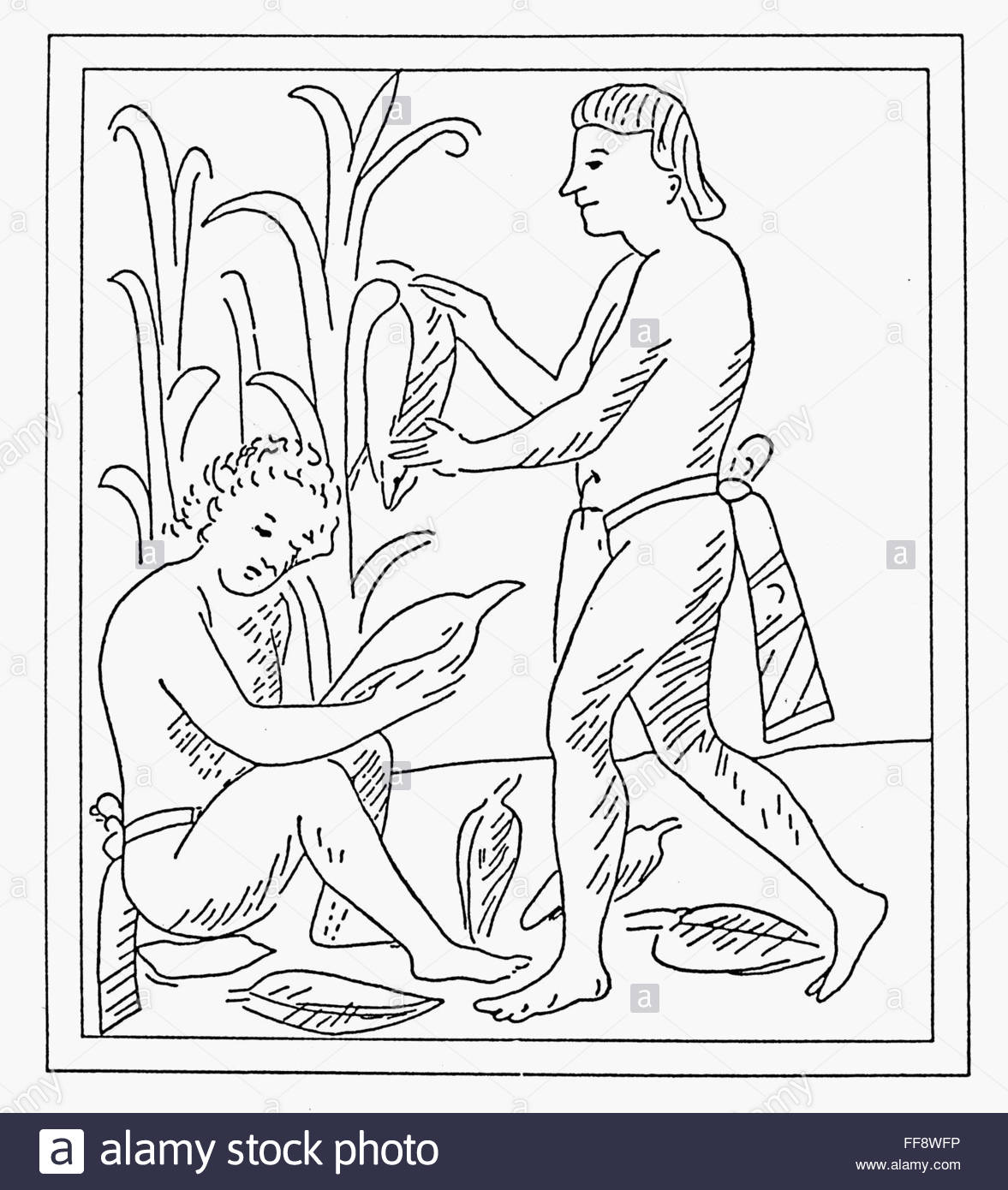 1177x1390 Aztec Farmers. Naztec Farmers Harvesting The Corn Crop. Line