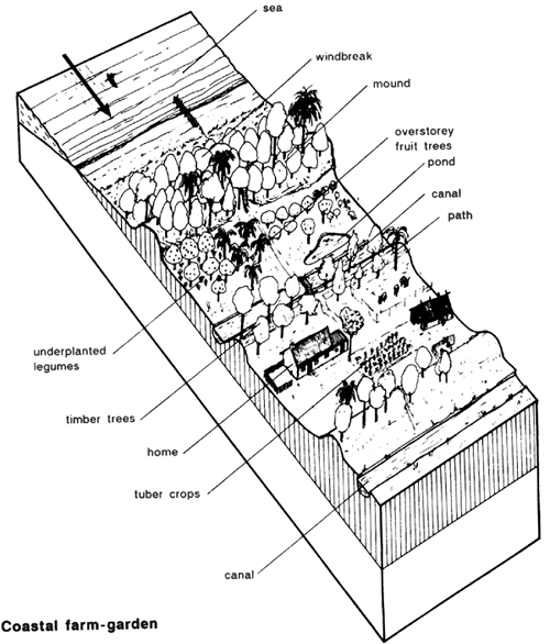 500x586 Preparing To Plant Tropical Trees