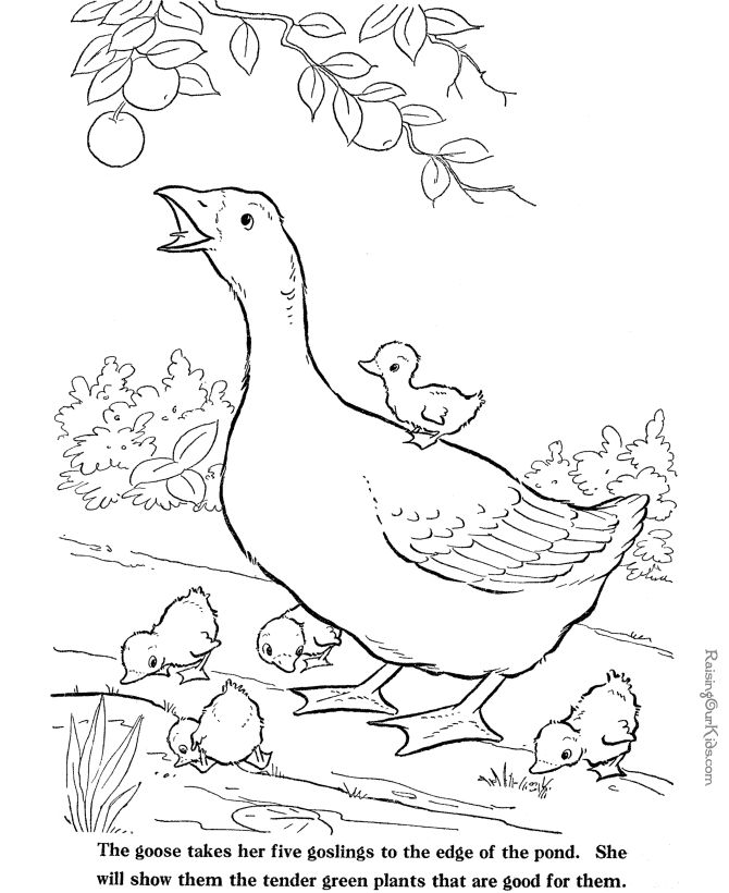 670x820 Free Rooster Pictures To Print Farm Animal Coloring Sheets