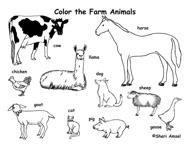 792x612 Free Colouring Pages Animals Farm Pretty Inspiration Ideas Farm