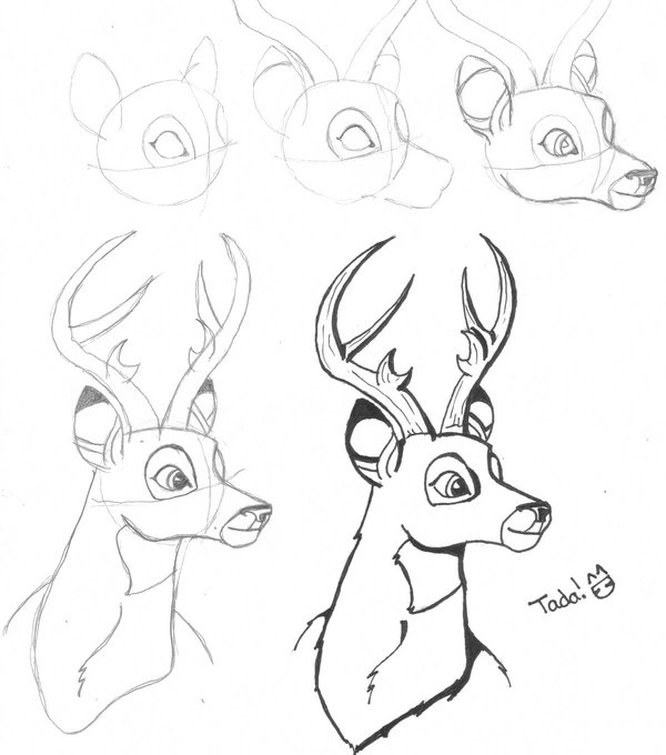 666x755 Drawing A Deer (Bambi)
