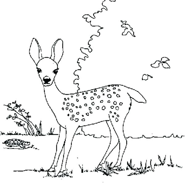 600x600 Beautiful Fawn Coloring Pages Crayola Photo Of Deer Finding Food
