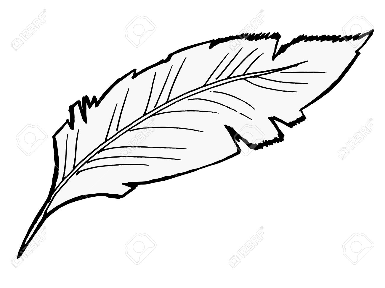 1300x974 Hand Drawn, Sketch Illustration Of Feather Royalty Free Cliparts