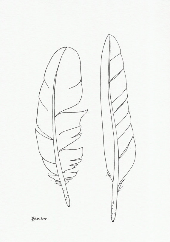 570x809 Original Ink Feather Drawing 2 Sea Bird Feathers
