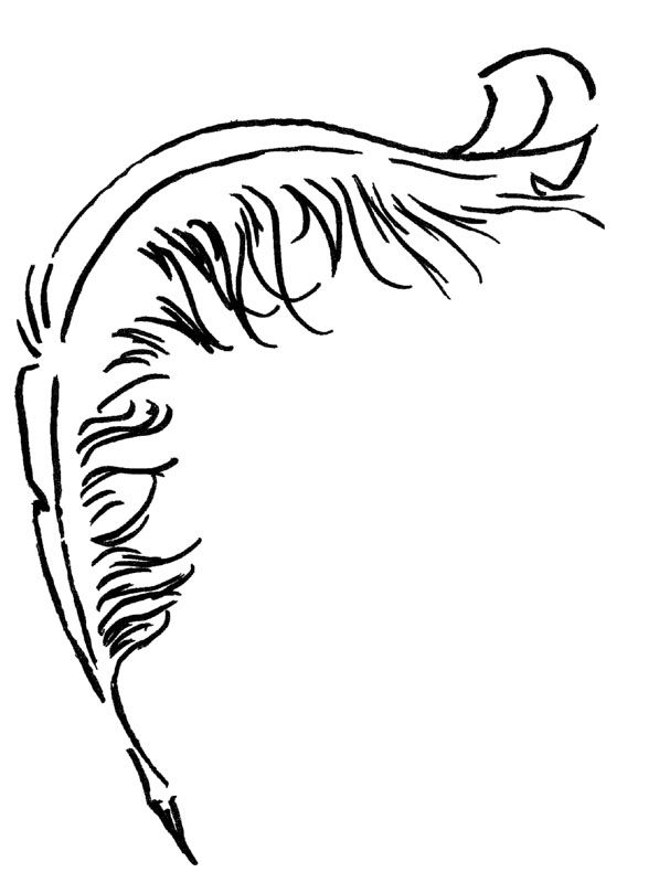 597x800 Drawn Feather Pen And Ink