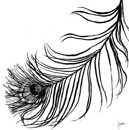 549x550 Feather Clipart Line Drawing