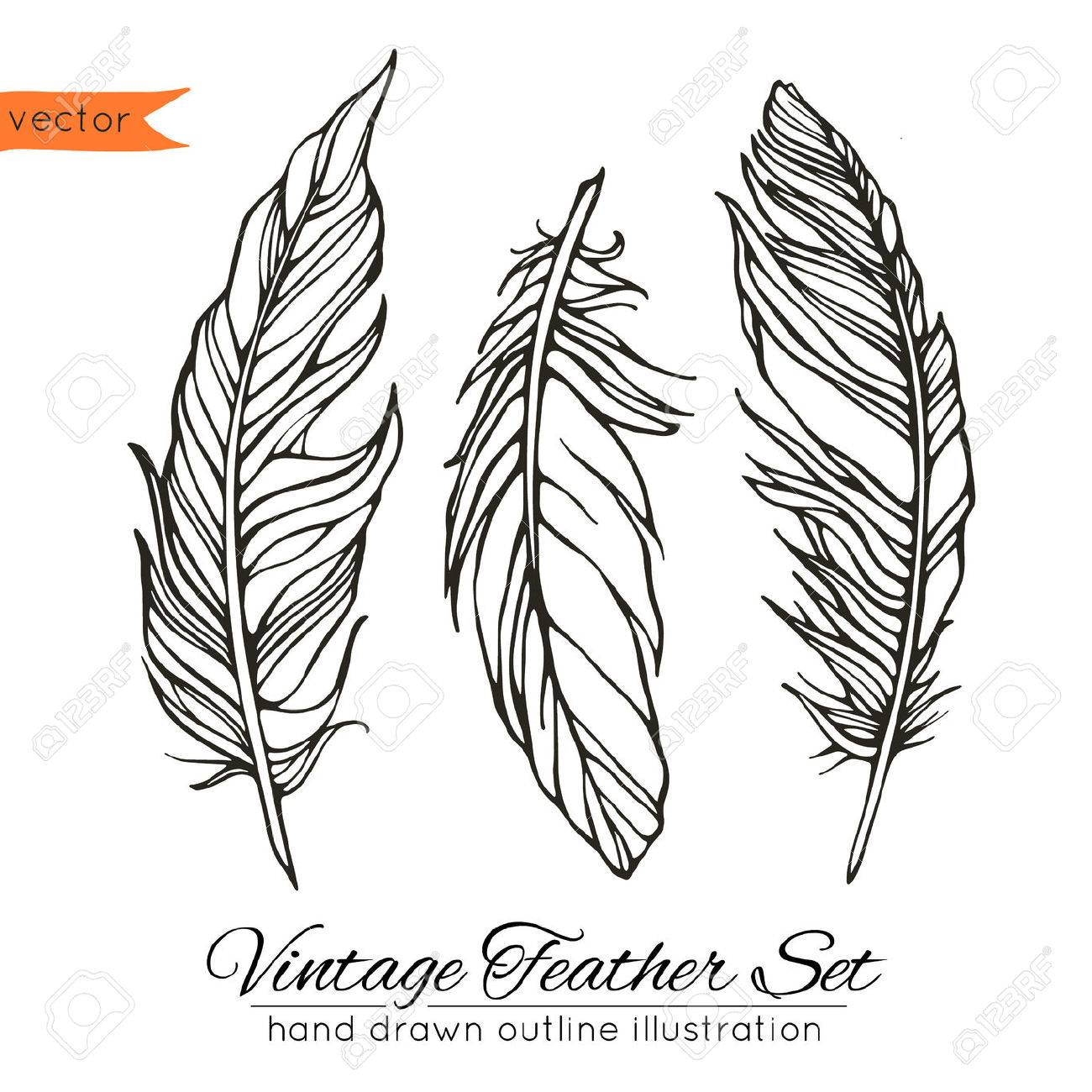 1300x1300 Vector Illustration Of Hand Drawn Decorative Feathers Royalty Free