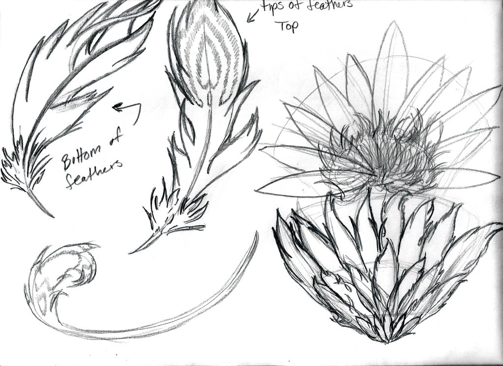 1024x745 Amanecer Feather Concept Sketch By Midnight Rose116