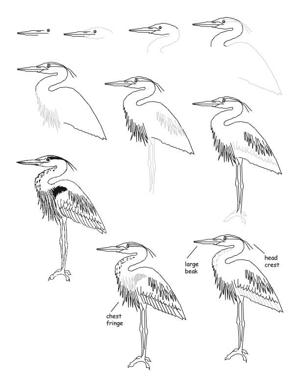 612x792 Drawn Feather Heron
